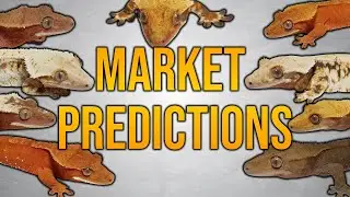 Crested Gecko Market Predictions For 2024!