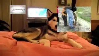 ParazityMiniRoliki 720p25fps SVINNOY SOLITER 13 11 2012 1