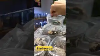 Кормовые насекомые; сверчки домовые, банановые, двупятнистые; гусеница бражника; тараканы; зофобасы