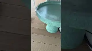 Balkonu İstila Eden Karınca Grubu