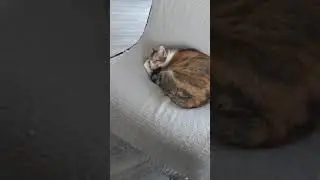 Кошка Люся