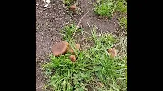 грибы опята во дворе.