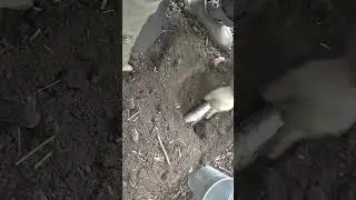 ловите всю нечисть в своем огороде. кроты зло! #мастер