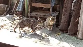 Kucing lagi ngomel diem aja