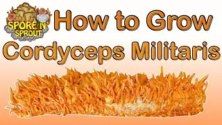 How to Grow Cordyceps Militaris Full Tutorial