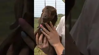 Taking care of baby goats 🐐🥹 