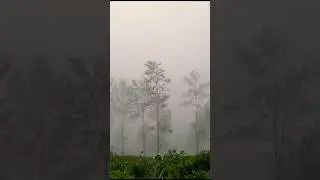 Look how quickly trees got covered with clouds.