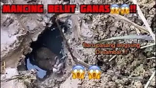 BELUT GANASS!! 100% Baru pasang langsung di sambar