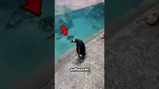 Penguin gets lost and is rescued!