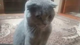 Боня Коти