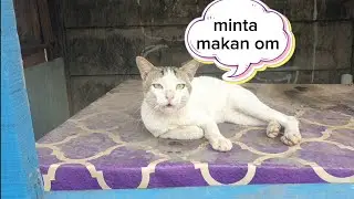 KUCING DIGUBUK MEONG MEONG MINTA MAKAN