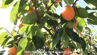 JAPANESE PERSIMMON FRUIT || Harvesting