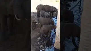 Newborn baby is the star of the show.. 🥰 #youtubeshorts #wildlife #trendingshorts #subscribe