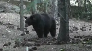 Black Bear Stomps at Me
