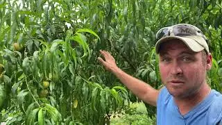 ProTip: Prop Up Fruit Tree Limbs