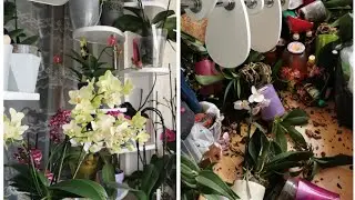 Моя новая стойка для орхидей. Радость и печаль..