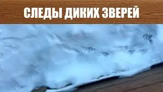 Кто Ходил? Следы на снегу во дворе. Дикие зверушки.