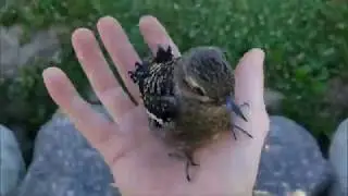 Average Birb at work