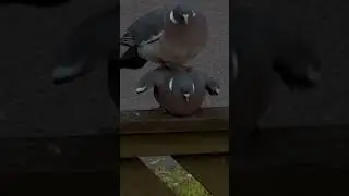 Pigeon Love on a cold summerday😎 #love #birds #lovebirds #paloma