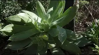 San Diego Plant Conservation
