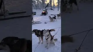 Dog Sledding in the Arctic Circle ❄️🐺 #Shorts #dogs #travelvlog