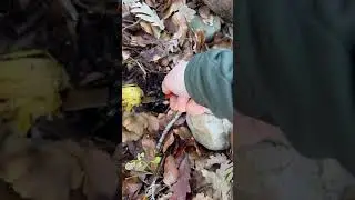 Cantharellus tubaeformis un espectáculo!! 🍄😁 #setas #nature #manjar #angula