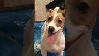 Кошка-Ты собака дебил!