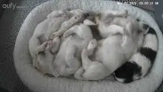 Puppycam