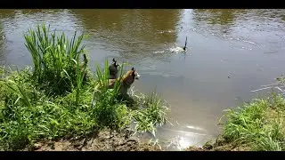 Хасячьи бесячки, по очереди друг за другом...