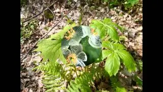 ДВУЛИСТНИК  (DIPHYLLEIA)   сем. Подофилловые
