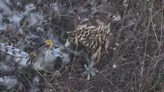 rare catch of a hunting falcon. рідкісна здобич мисливського сокола.    редкая добыча ловчего сокола