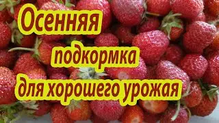 Обязательно подкормите клубнику (землянику) осенью для получения хорошего урожая в следующем сезоне