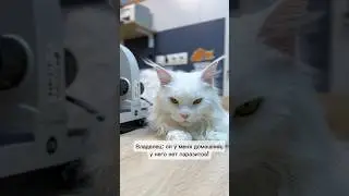 "У домашних котов нет паразитов" (с)