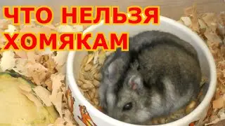 Чем нельзя кормить хомяка. Что нельзя давать хомякам