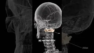 Dizzy? Stiff Neck? Your ATLAS Bone could be causing it! Watch this for some relief. 