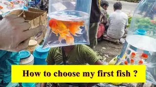 How to choose your first aquarium fish perfectly