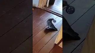 Голубь играет в мячик. Pigeon Plays a Ball 