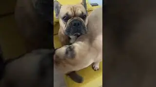 Николь и Сэмик #собака #животные #счастье #любовь #семья