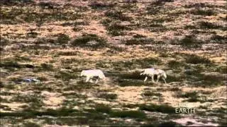 Wolves Hunting Caribou- BBC Planet Earth