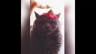 Лапки и цветок