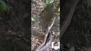 Viral Snake Video || 🔥🤯😱 #shorts #shortfeed #short