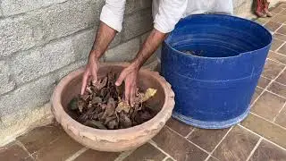 Leaf Compost | Organic Compost from Dry leaf #shorts