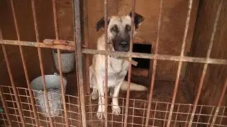 Приютская собака едет домой