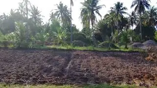 Cleared & plowed, now what to plant