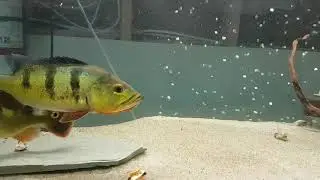 Peacock Bass Feeding! Will they eat mussel meat? Fish Feed Friday