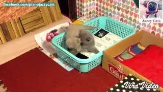 Jazzy Cats - Zulu thích ăn cơm trộn thịt ^^ (36 days old)