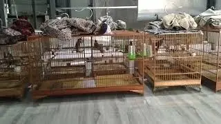 những chiến tướng tương lai