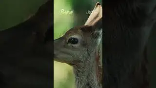 Bambi - Et eventyr om livet i skogen | På kino 15. november 💚