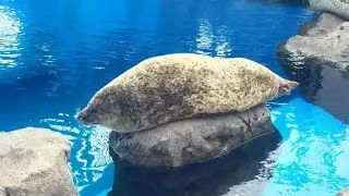 mat's seal collection volume 1