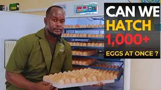 How to Hatch 1,000+ Eggs with a Modern Incubator (Step-by-Step Guide 2025)